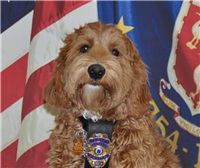 Storytime and Meet & Greet Cali at Barrington Books       Thursday, February 20, 2020 at 11 AM – 12 PM